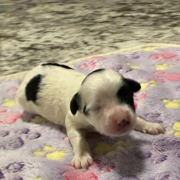 Daisy - Parti female Maltipoo puppy in Colonial Beach, Virginia from BeachRidge Pups