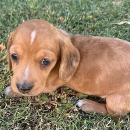 Boy 2 - Dapple male Dachshund puppy in Buckeye, Arizona from Ryder's Roundup