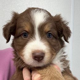 Tru - Red tri male Miniature Australian Shepherd puppy in Midway, Texas from L Bar W Aussie Ranch