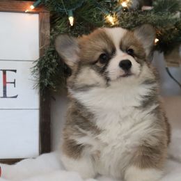 Tubby - Sable male Pembroke Welsh Corgi puppy in St. Charles, Iowa from Kim Boyle's Pembroke Welsh Corgis