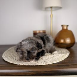 Wasabi BLUE EYE - male Australian Mountain Doodle puppy in Sweetwater, Florida from Sandy Snout Doodles
