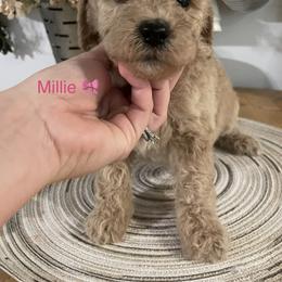 Goldendoodle and Poodle Puppies from Still Waters Farm