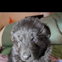 Turkey - Black male German Shepherd puppy in Garrett, Indiana from Devil-Dog Shepherds