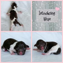 Girl 1 - Parti female Poodle puppy in Monroe, North Carolina from Toy Poodle Shenanigans