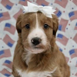Gigi - Red  female Goldendoodle puppy in Yukon, Oklahoma from Silver Barn Doodles