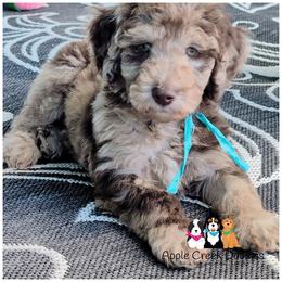 POPPY-F1b-Chocolate Merle-Hazel Eyes-OFA-Genetics-2 year warranty-Microchip. - Merle female Goldendoodle puppy in Jeddo, Michigan from Apple Creek Doodles