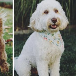 Australian Labradoodles from Majestic Doodles