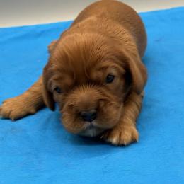 Boy 1 - male Cavalier King Charles Spaniel puppy in Burke, New York from Patti’s Puppies