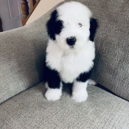 Old English Sheepdog Puppies from Bumblebears Old English Sheepdogs