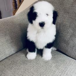 Old English Sheepdog Puppies from Bumblebears Old English Sheepdogs