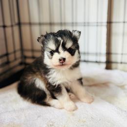 July - Black and white female Pomsky puppy in Yavapai County, Arizona from Pawsh Pomskies