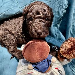 Ahsoka - Brown female Poodle puppy in San Antonio, Texas from Chocolate Pet Connection