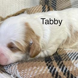 Tabby - White female Cavapoo puppy in Lebanon, Missouri from Cobbs Creek Canines