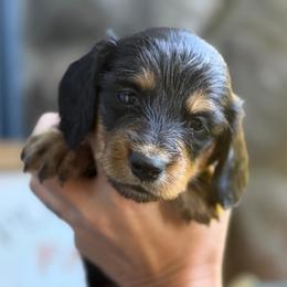 Red Collar Longhair - Black and tan male Dachshund puppy in Cottonwood, California from Circle C Farm