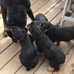 Rottweiler Puppies from Nicolle Stone