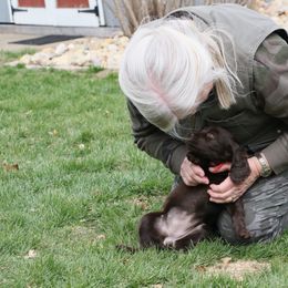 Boykin Spaniel Puppies from Bayhill Boykins