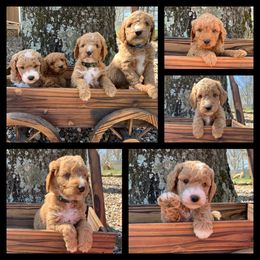 Bernedoodle and Goldendoodle Puppies from I Dream of Doodles