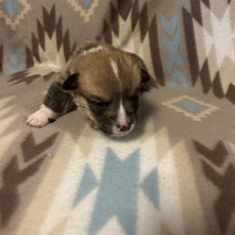Marvin - Red male Pembroke Welsh Corgi puppy in Maupin, Oregon from Bailey Nannini