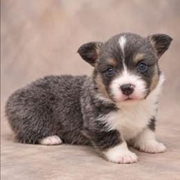 Ham - Blue male Pembroke Welsh Corgi puppy in Charleroi, Pennsylvania from Twilight Hollow Corgis