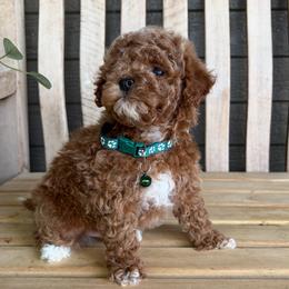 Jack - Red  male Goldendoodle puppy in Runaway Bay, Texas from Green Ranch Doodles