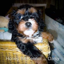 Daisy - Tri-color female Cavalier King Charles Spaniel puppy in Maple Frove, Minnesota from Honey Bitt Cavaliers