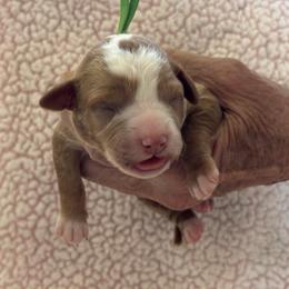 Shyanne - Red  female Goldendoodle puppy in Chino Valley, Arizona from Bass Creek Doodles