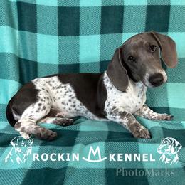 Grey - Dachshund
