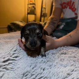 Oso (Bear) - Black and tan male Dachshund puppy in Modesto, California from Once Upon a Mini Dachshund