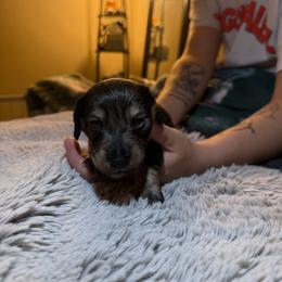Oso (Bear) - Black and tan male Dachshund puppy in Modesto, California from Once Upon a Mini Dachshund