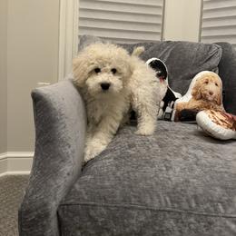 Buzz Micro Boy - Parti Goldendoodle puppy in Petoskey, Michigan from Petoskey Goldendoodles