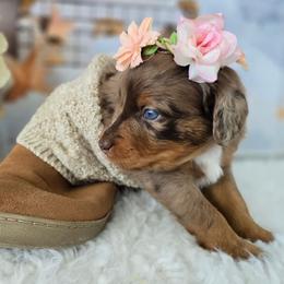 Ivy - Red merle female Aussiedoodle puppy in Prescott Valley, Arizona from Ramirez Family Doodles
