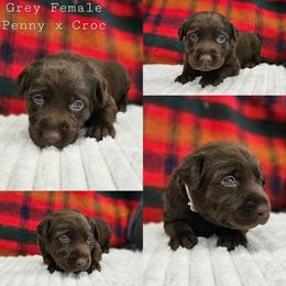 Grey Collar - Chocolate female Labrador Retriever puppy in Boyd, Minnesota from Lindley Labradors