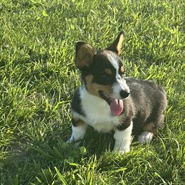 Boy 3 - Black and white male American Corgi puppy in Payson, Illinois from Creek Farm Corgis