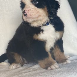 Bernese Mountain Dog Puppies from Blue Ridge Bernese