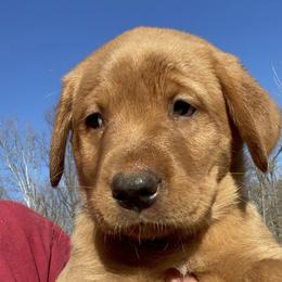 Labrador Retrievers from Sager’s Labrador Puppies