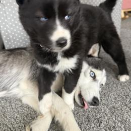 Siberian Husky Puppies from Moonlight Siberian Huskies