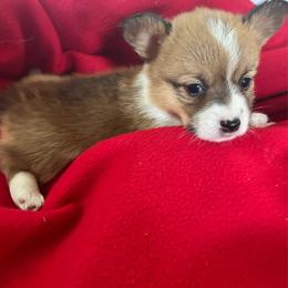 Miss kitty - Red female Pembroke Welsh Corgi puppy in Blair, Wisconsin from Sandy’s Pet Grooming and Boarding & AKC Corgis