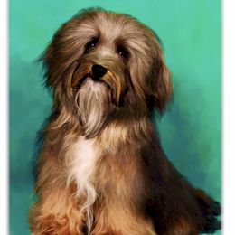 Adonai - Havanese