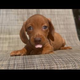 Caramella - Red female Dachshund puppy in Floresville, Texas from Muddy River Dachshunds