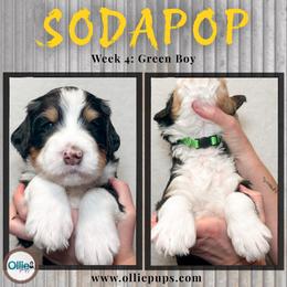 SodaPop - Tri-color male Bernedoodle puppy in Boiling Springs, South Carolina from OlliePups, LLC