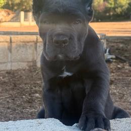 Grey female small white patch on chest grey collar - Gray female Cane Corso puppy in Cherry Valley, California from Liberty Corsos