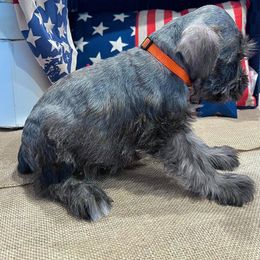 Miniature Schnauzer Puppies from Timeless Miniature Schnauzers