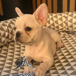 Cream Boy - Cream male French Bulldog puppy in Denison, Texas from Lovemyfrenchies – Stoddard Frenchbulldog's
