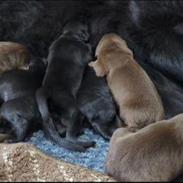 Brown Newfoundland Male 1 - Brown male Newfoundland puppy in Burfordville, Missouri from Umfleet Farms
