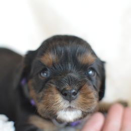 Cavalier King Charles Spaniel Puppies from Diamond Rose Cavalier LLC