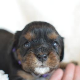 Cavalier King Charles Spaniel Puppies from Diamond Rose Cavalier LLC