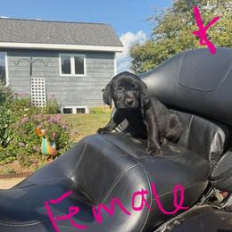 Labrador Retriever Puppies from Lucas's Pointing Labrador Retrievers