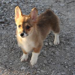 Fergie - Pembroke Welsh Corgi