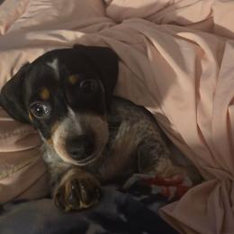 Buddy - Piebald male Dachshund puppy in Poplarville, Mississippi from T's Kennel