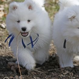 Samoyed Puppies from The Office Pups